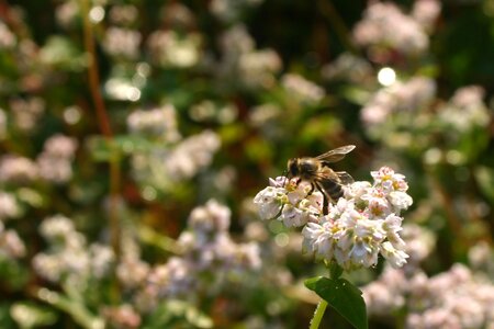 Občina Žirovnica - čebelarstvo